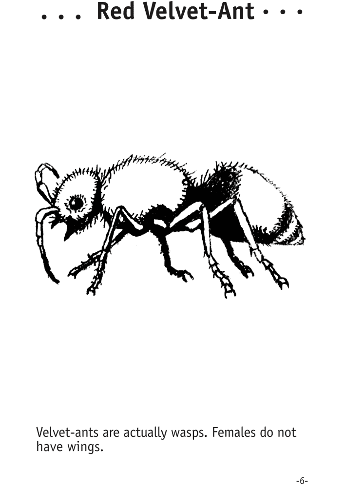 Desenho de Formigas para colorir e imprimir: número 14