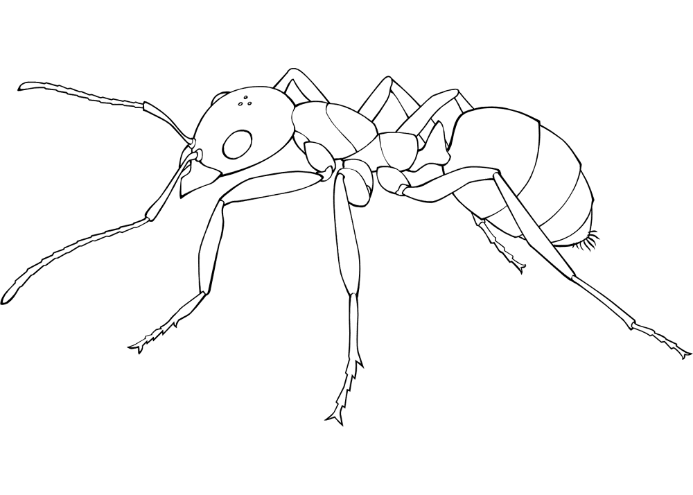 Desenho de Formigas para colorir e imprimir: número 22