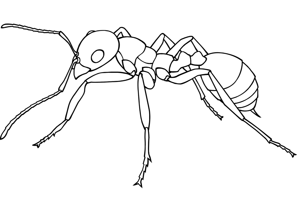 Desenho de Formigas para colorir e imprimir: número 23