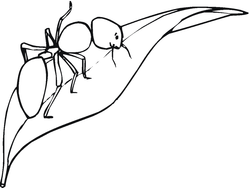 Desenho de Formigas para colorir e imprimir: número 33