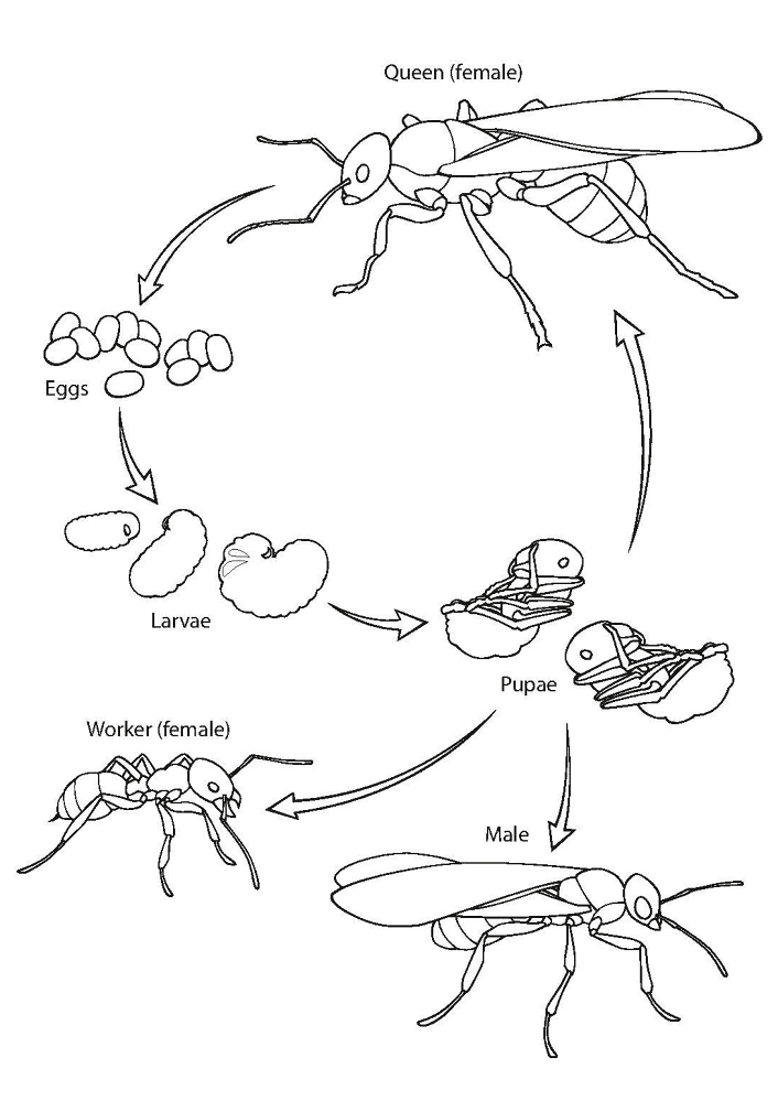 Desenho de Formigas para colorir e imprimir: número 34