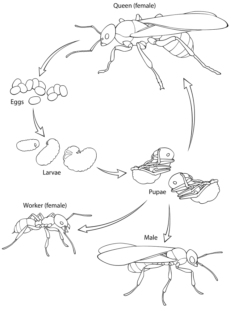 Desenho de Formigas para colorir e imprimir: número 35