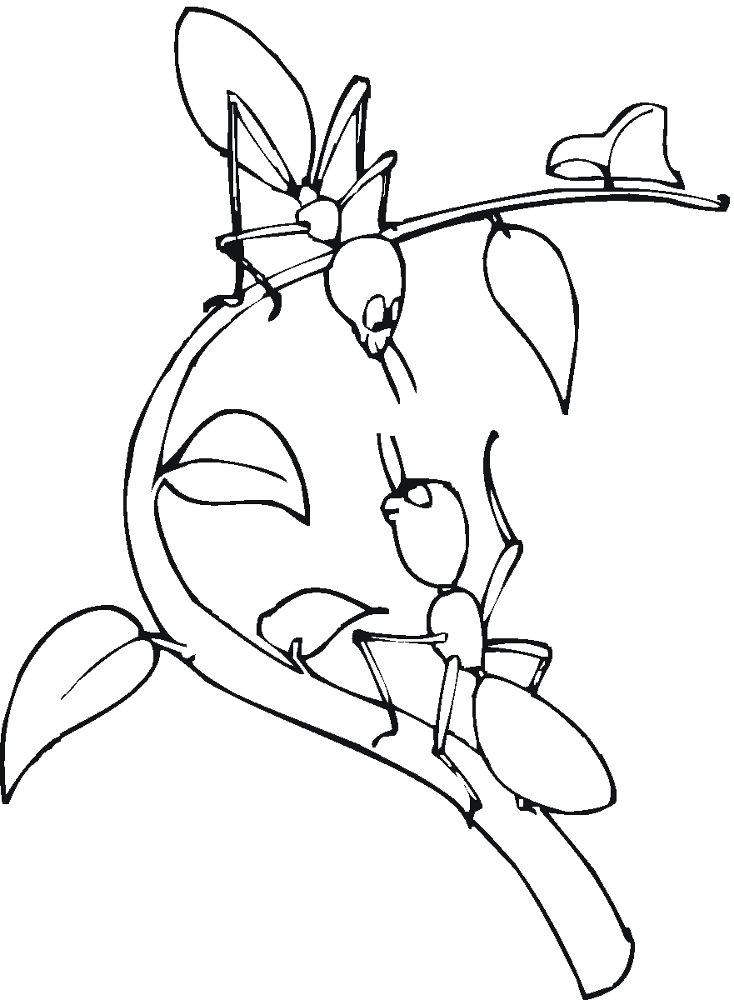 Desenho de Formigas para colorir e imprimir: número 41