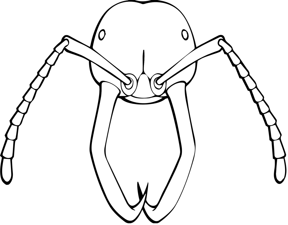 Desenho de Formigas para colorir e imprimir: número 43
