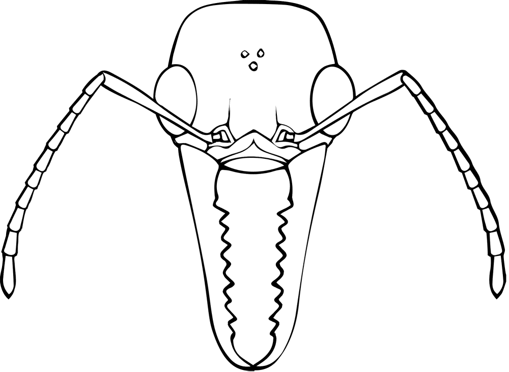 Desenho de Formigas para colorir e imprimir: número 45