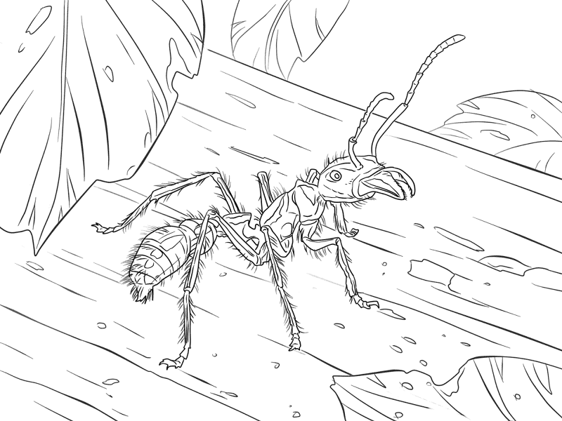 Desenho de Formigas para colorir e imprimir: número 46