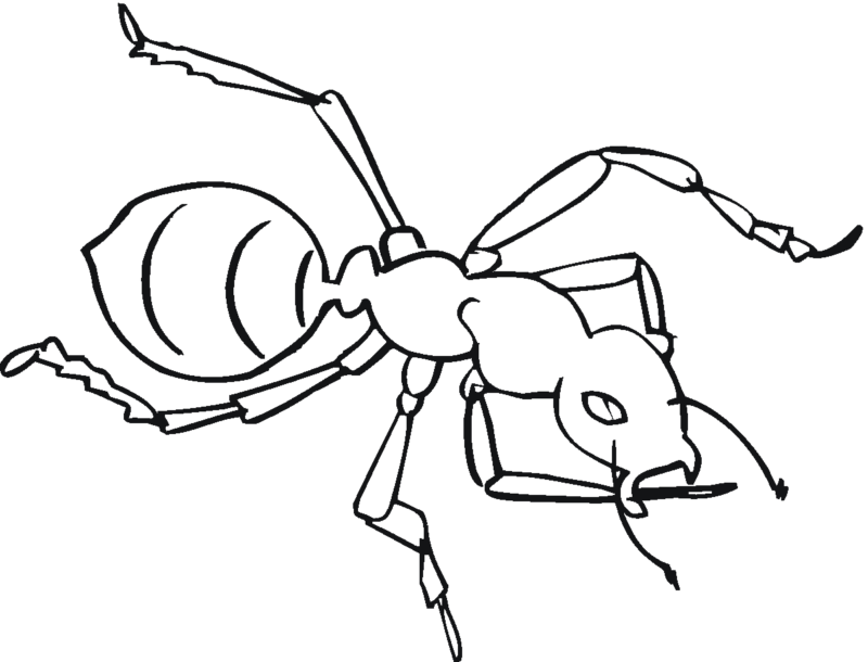Desenho de Formigas para colorir