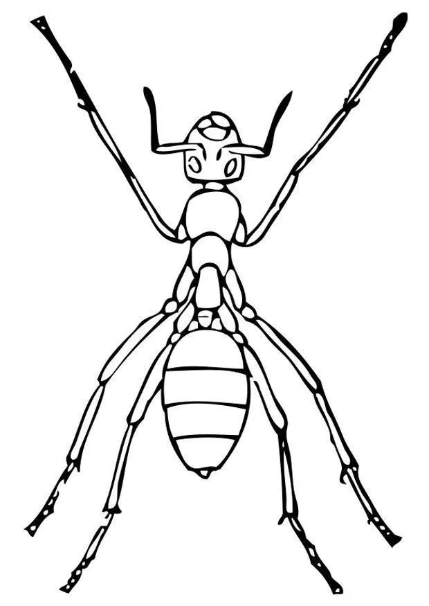 Desenho de Formigas para colorir