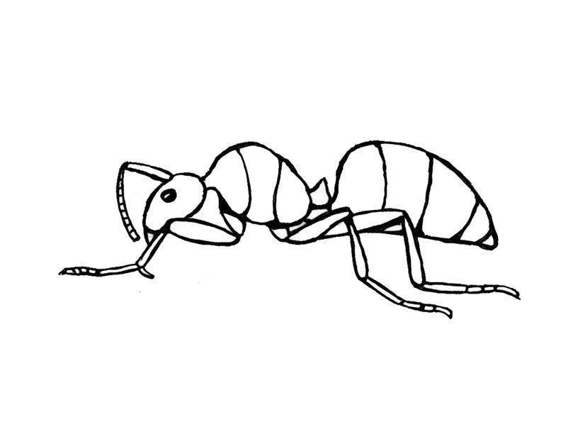 Desenho de Formigas para colorir