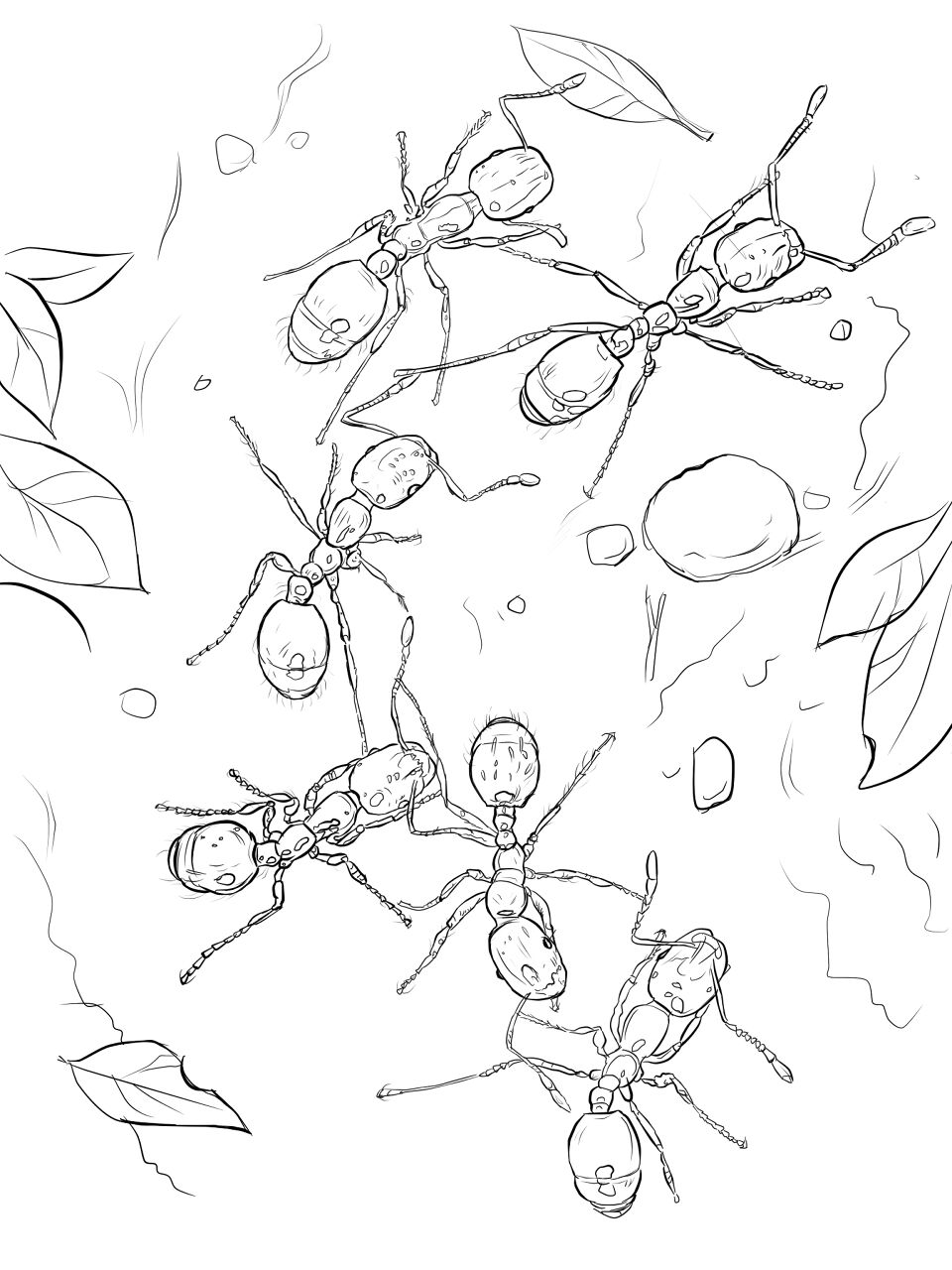 Desenho de Formigas para colorir