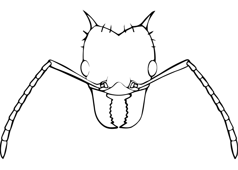 Desenho de Formigas para colorir