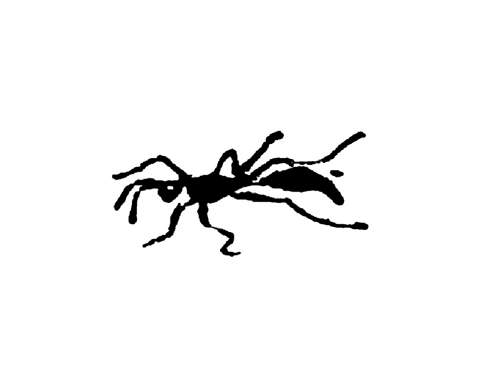 Desenho de Formigas para colorir