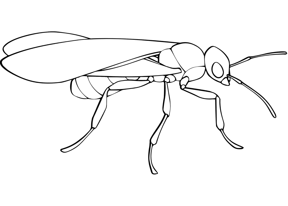 Desenho de Formigas para colorir