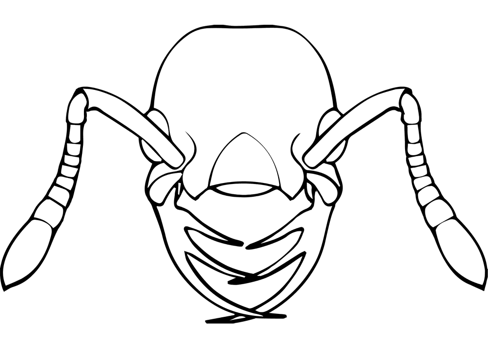 Desenho de Formigas para colorir