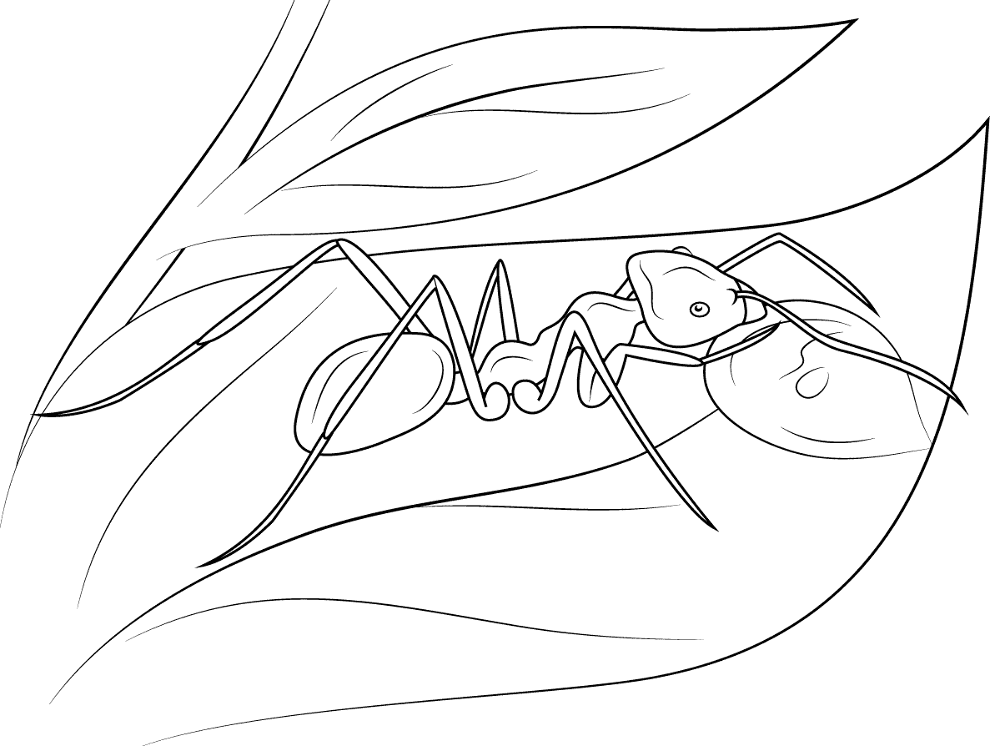 Desenho de Formigas para colorir