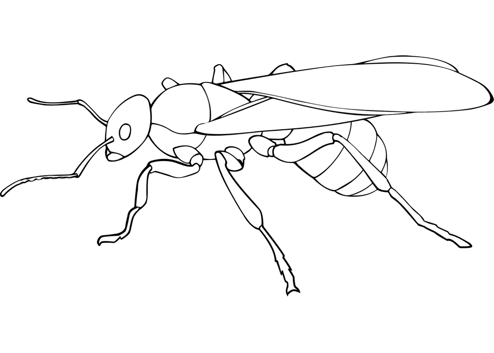 Desenho de Formigas para colorir