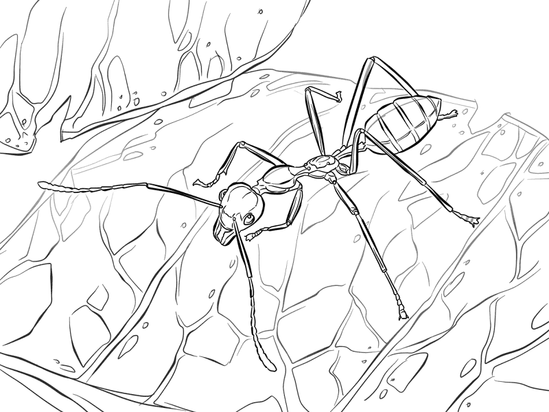 Desenho de Formigas para colorir