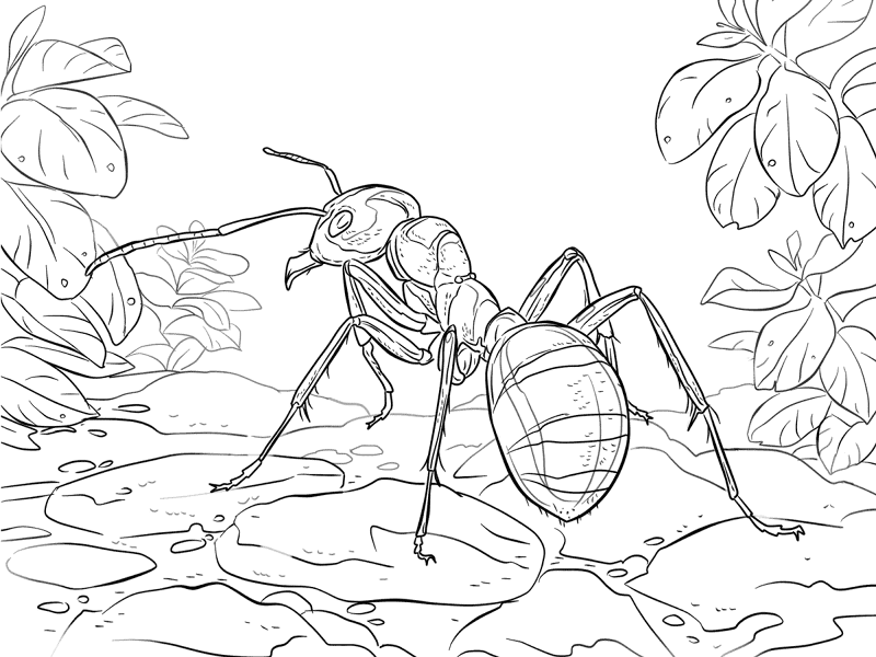 Desenho de Formigas para colorir