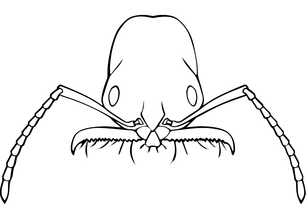 Desenho de Formigas para colorir