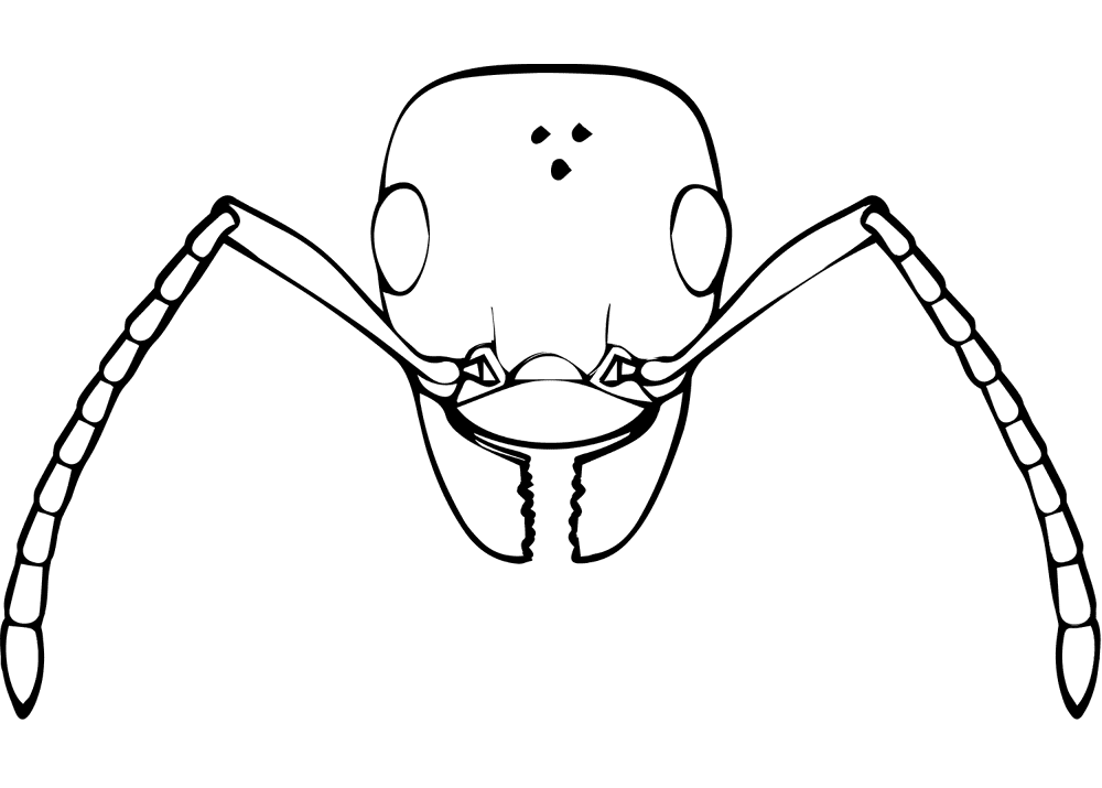 Desenho de Formigas para colorir