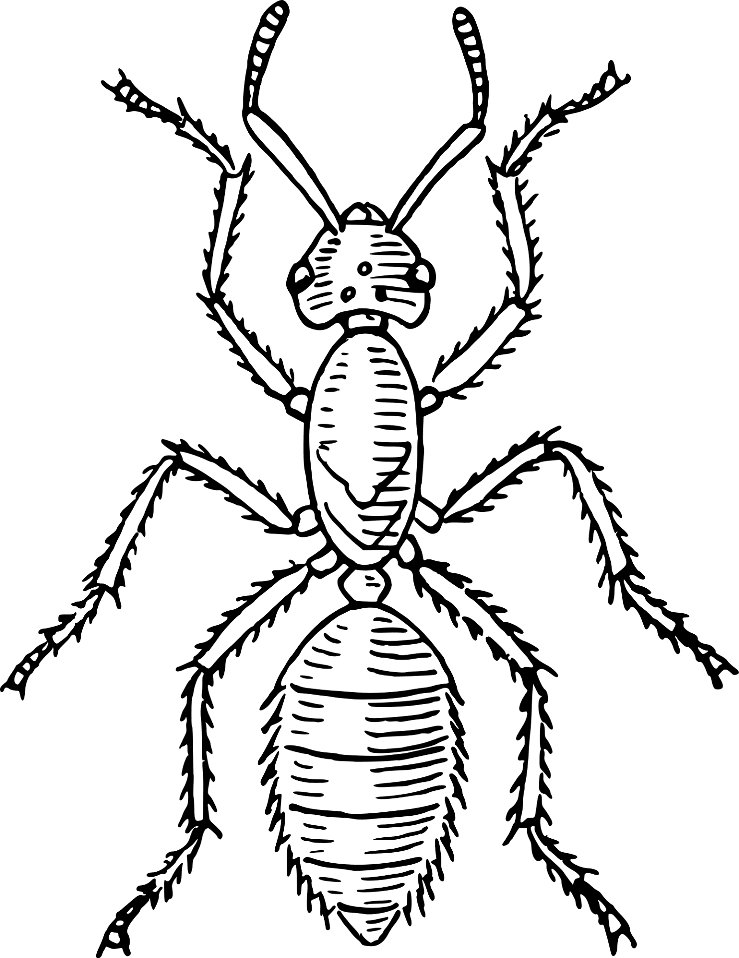 Desenho de Formigas para colorir
