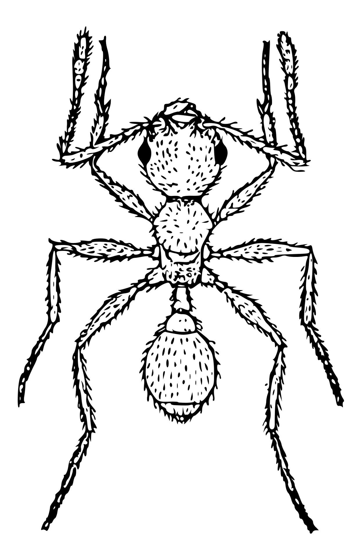 Desenho de Formigas para colorir