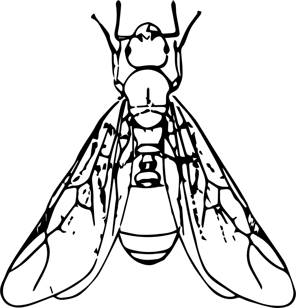 Desenho de Formigas para colorir