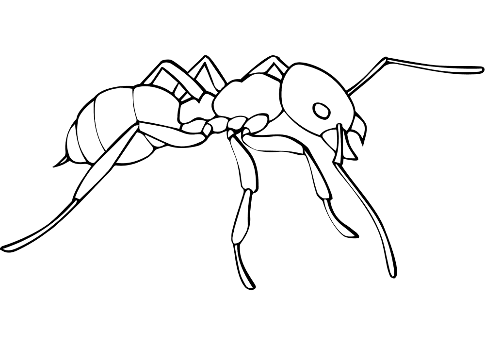 Desenho de Formigas para colorir