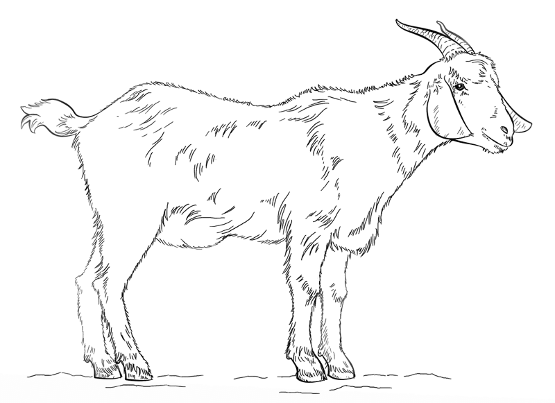 Desenho de Gado para colorir e imprimir: número 13