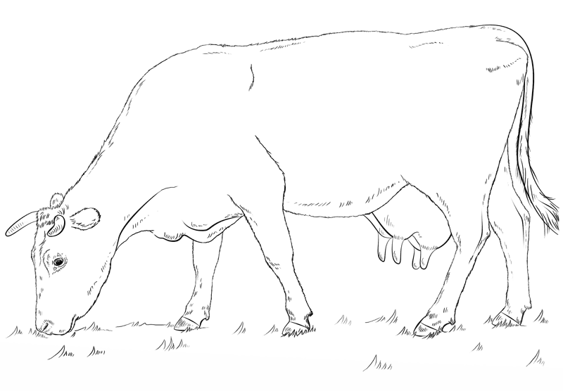 Desenho de Gado para colorir e imprimir: número 15