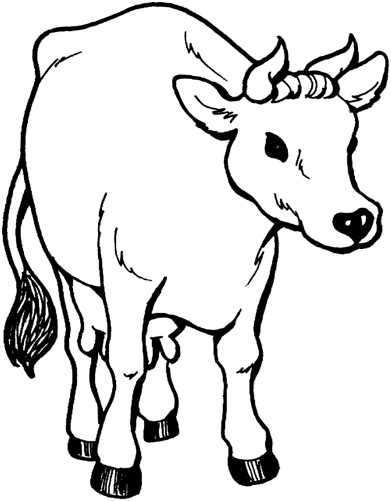 Desenho de Gado para colorir e imprimir: número 35