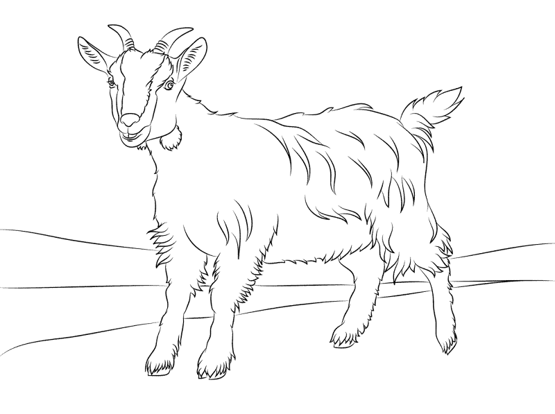 Desenho de Gado para colorir e imprimir: número 45
