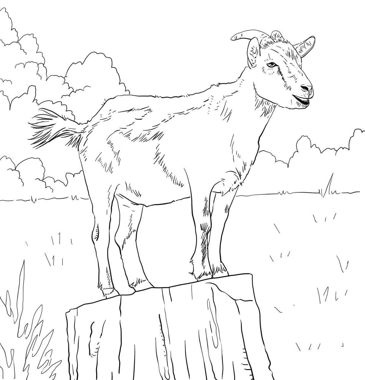 Desenho de Gado para colorir