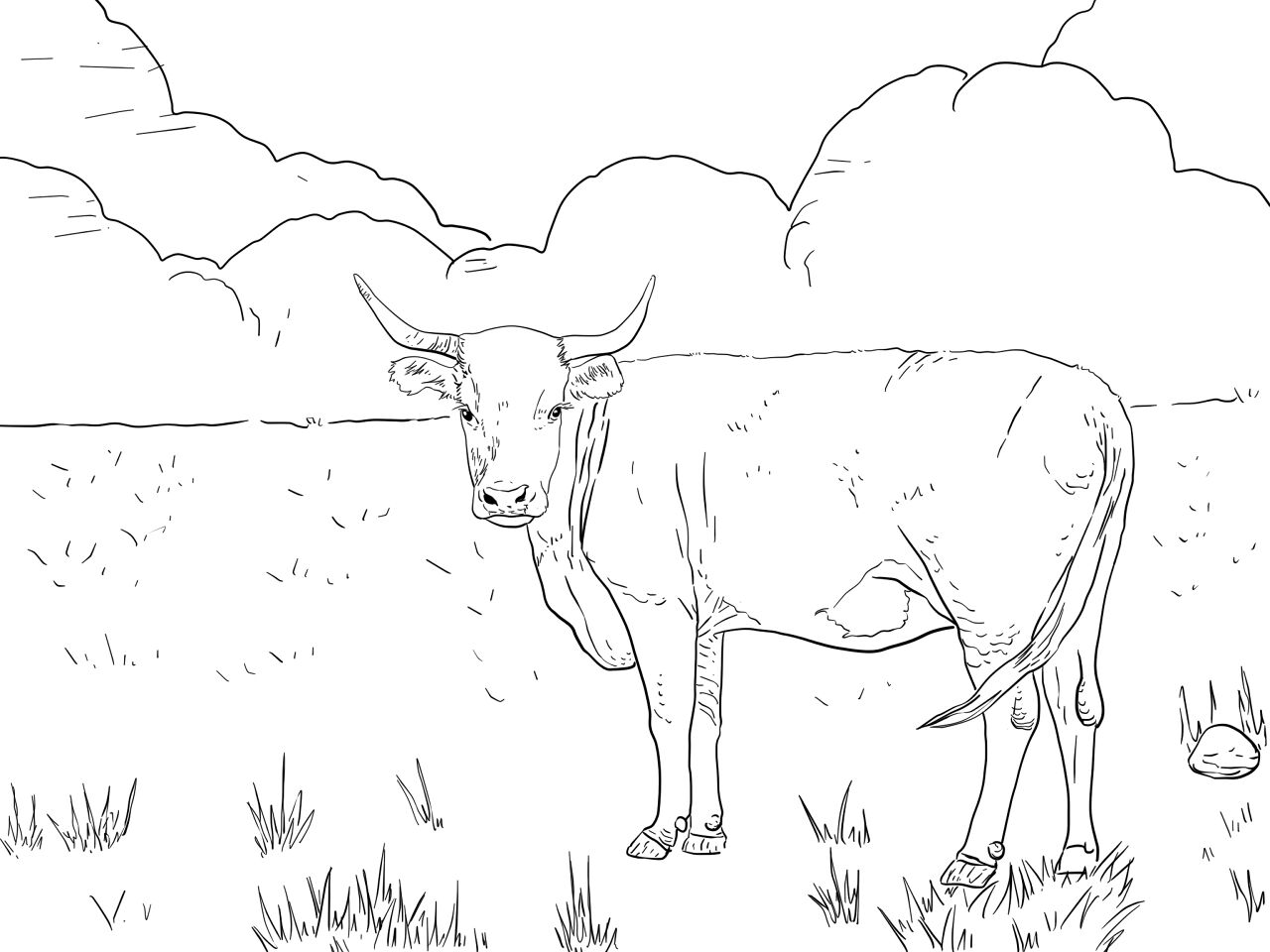 Desenho de Gado para colorir