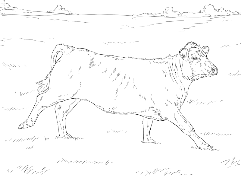 Desenho de Gado para colorir
