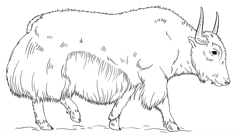 Desenho de Gado para colorir