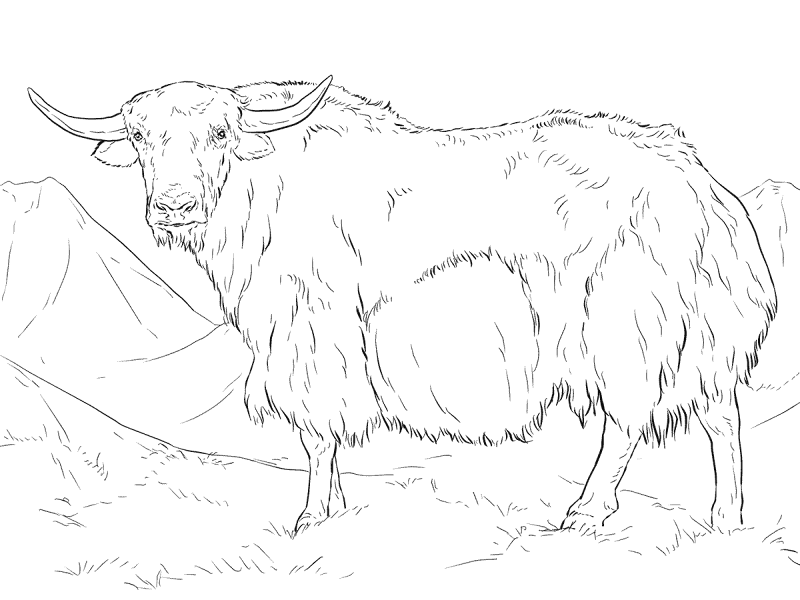 Desenho de Gado para colorir