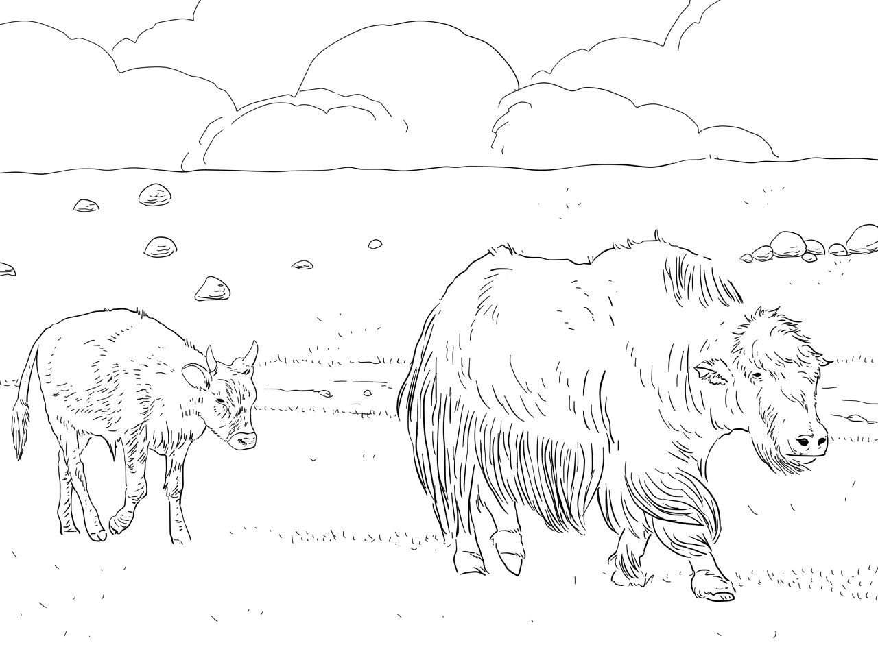 Desenho de Gado para colorir