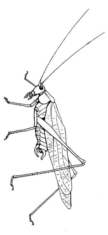 Desenho de Gafanhotos para colorir e imprimir: número 5