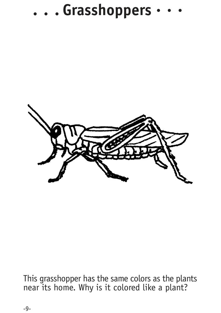 Desenho de Gafanhotos para colorir e imprimir: número 12