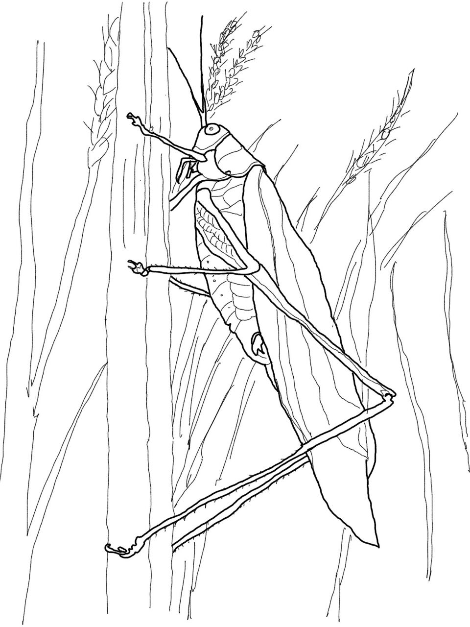 Desenho de Gafanhotos para colorir e imprimir: número 16