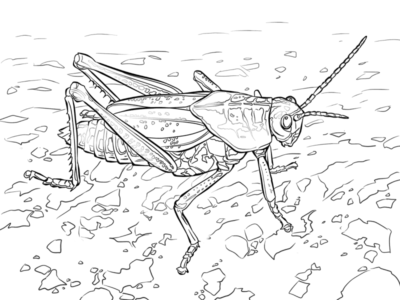 Desenho de Gafanhotos para colorir e imprimir: número 22