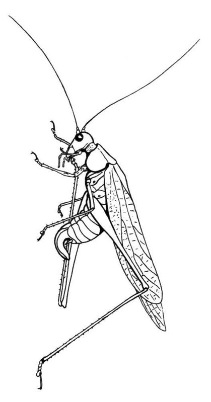 Desenho de Gafanhotos para colorir e imprimir: número 24