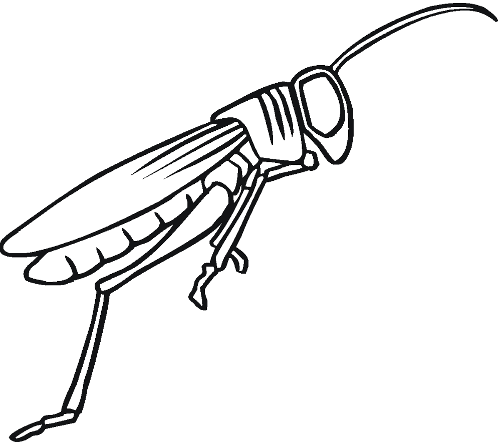 Desenho de Gafanhotos para colorir e imprimir: número 25