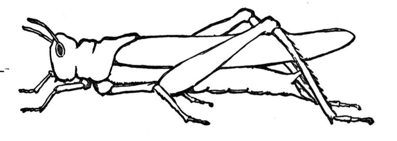 Desenho de Gafanhotos para colorir e imprimir: número 27