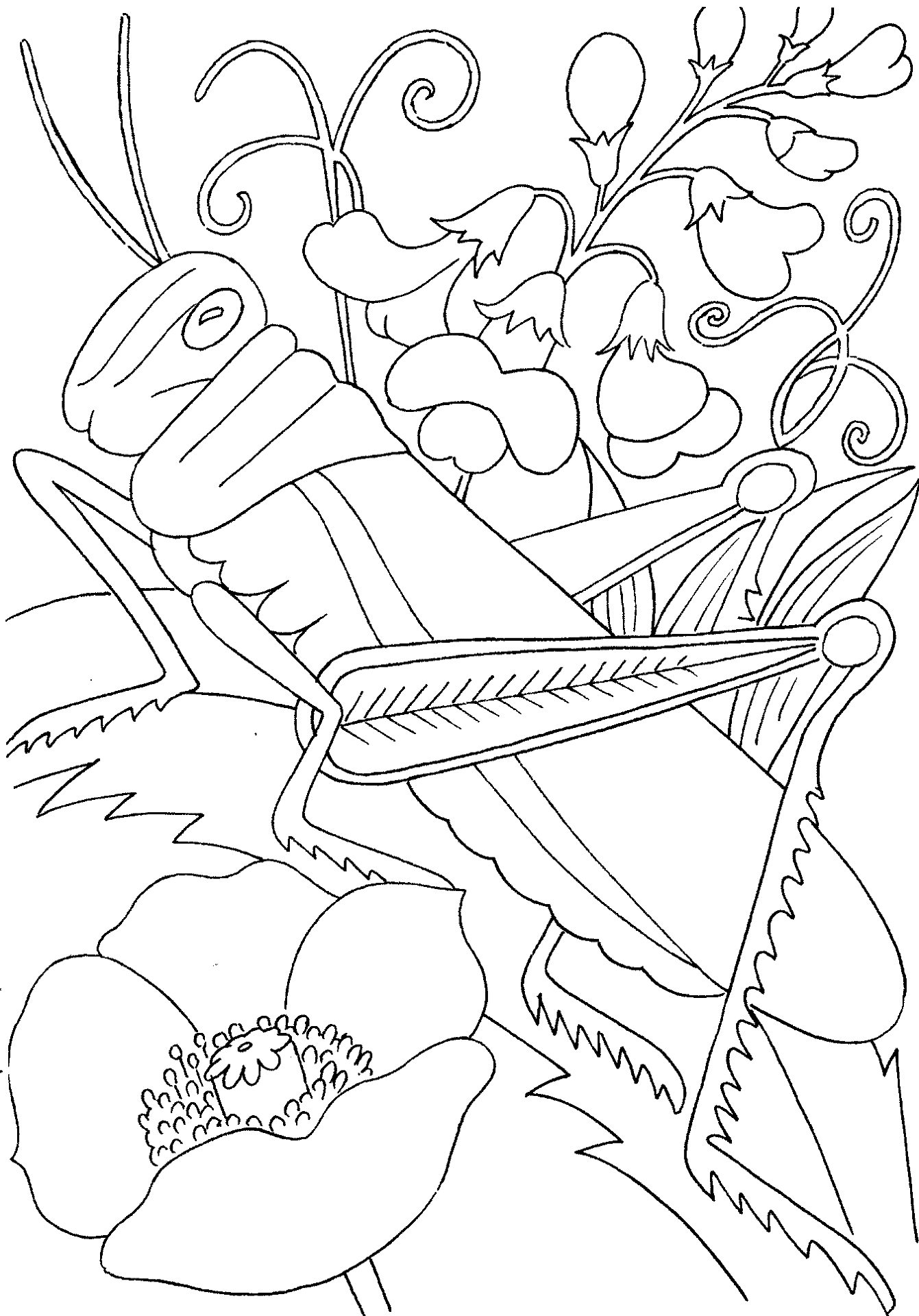 Desenho de Gafanhotos para colorir e imprimir: número 28