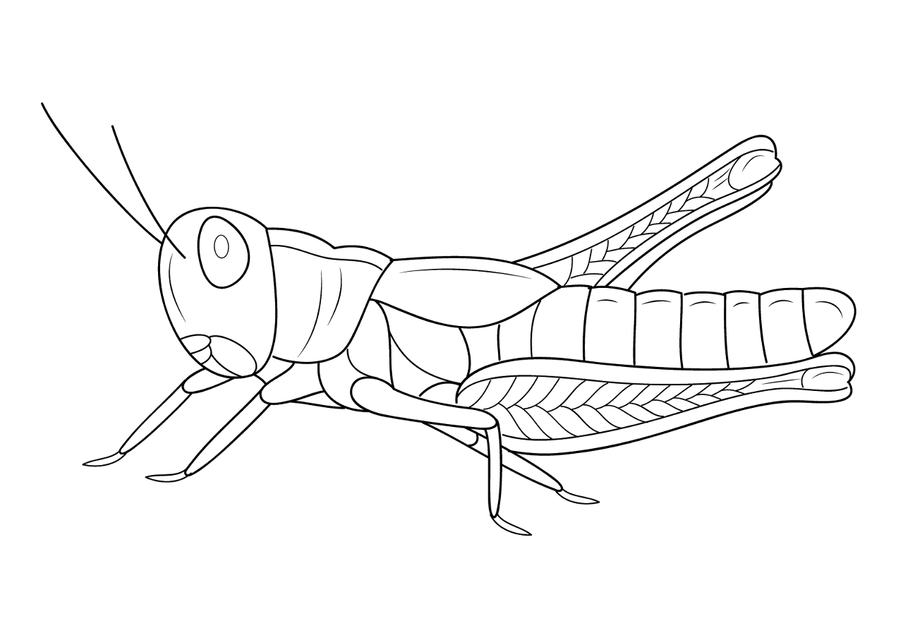 Desenho de Gafanhotos para colorir e imprimir: número 30