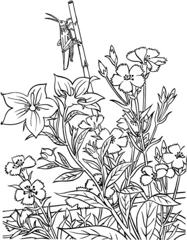 Desenho de Gafanhotos para colorir e imprimir: número 31