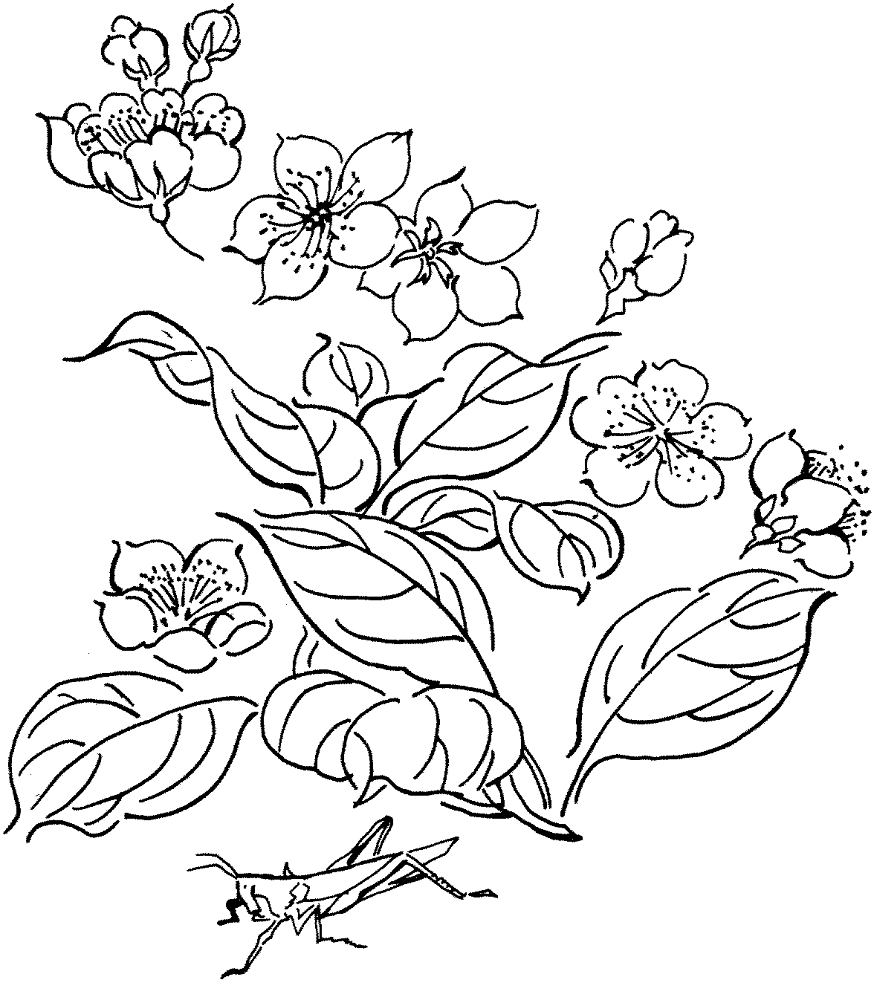 Desenho de Gafanhotos para colorir e imprimir: número 34