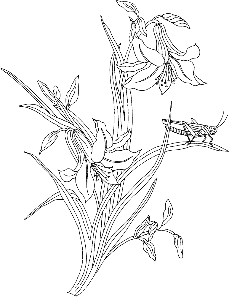 Desenho de Gafanhotos para colorir e imprimir: número 35